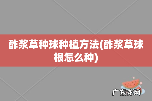 酢浆草球根怎么种 酢浆草种球种植方法
