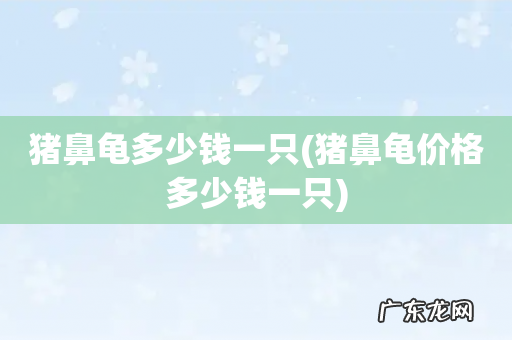 猪鼻龟价格多少钱一只 猪鼻龟多少钱一只