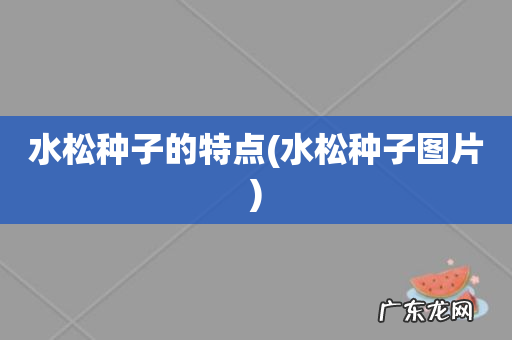 水松种子图片 水松种子的特点