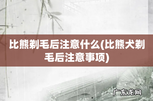 比熊犬剃毛后注意事项 比熊剃毛后注意什么