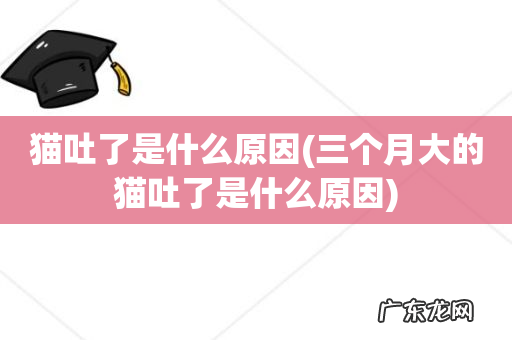 三个月大的猫吐了是什么原因 猫吐了是什么原因