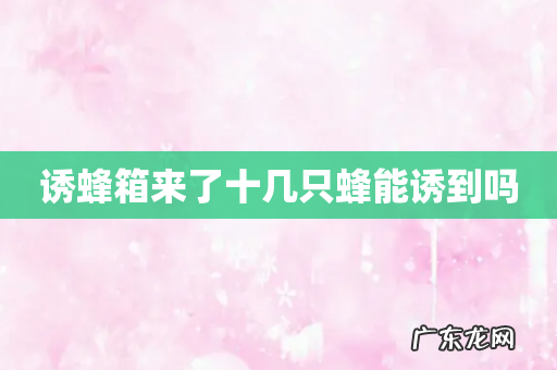 诱蜂箱来了十几只蜂能诱到吗