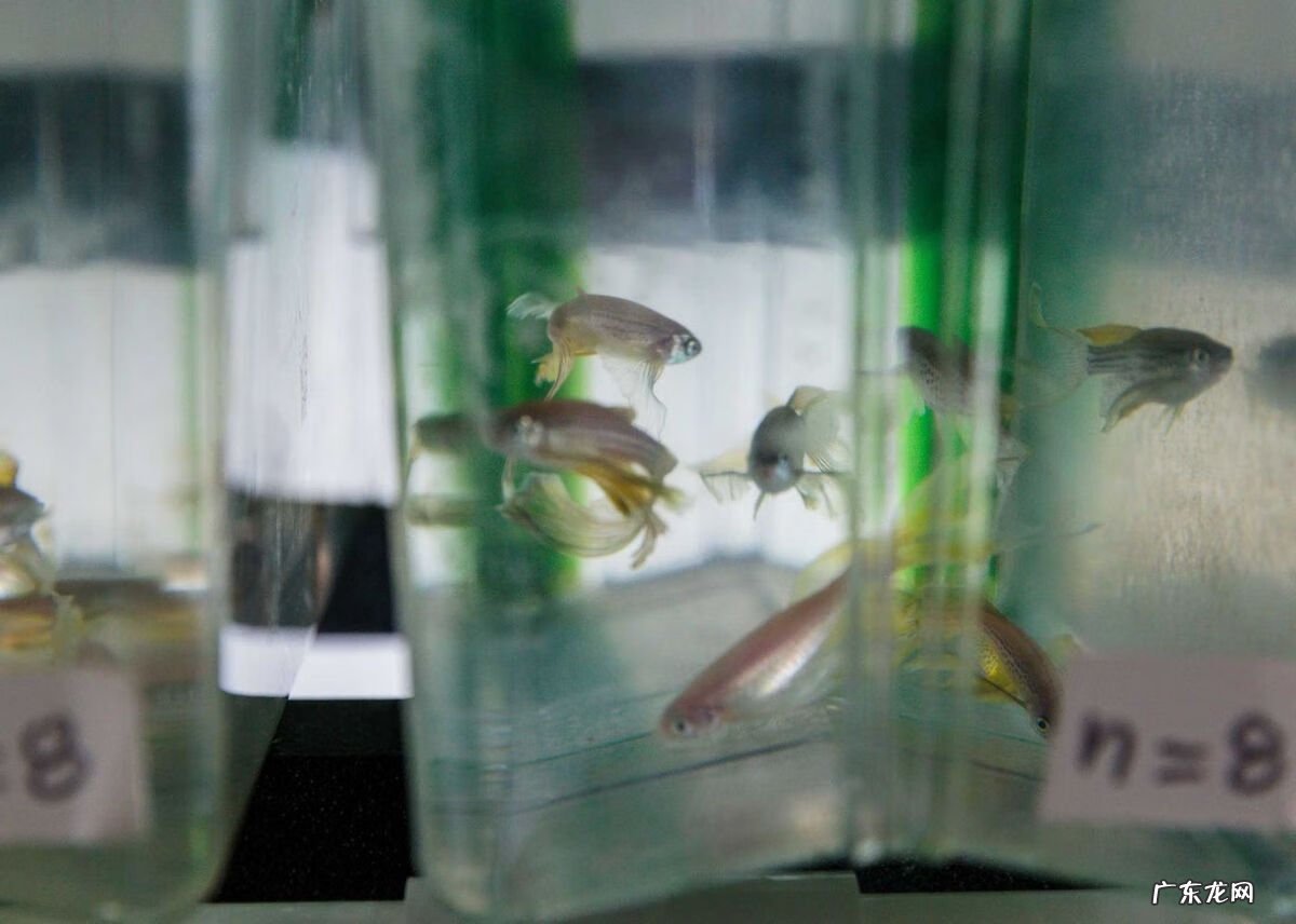 愤怒的小鸟太空版修改器 愤怒的小鸟作弊器