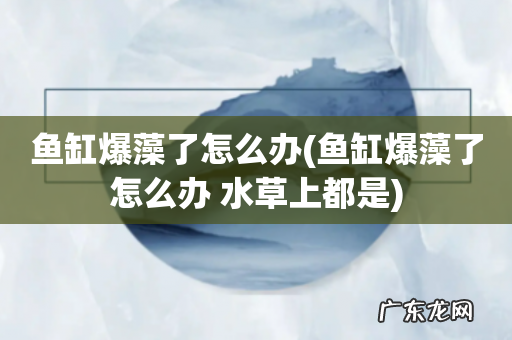 鱼缸爆藻了怎么办 水草上都是 鱼缸爆藻了怎么办