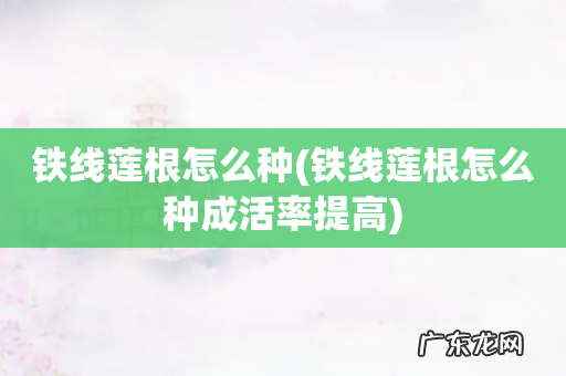 铁线莲根怎么种成活率提高 铁线莲根怎么种