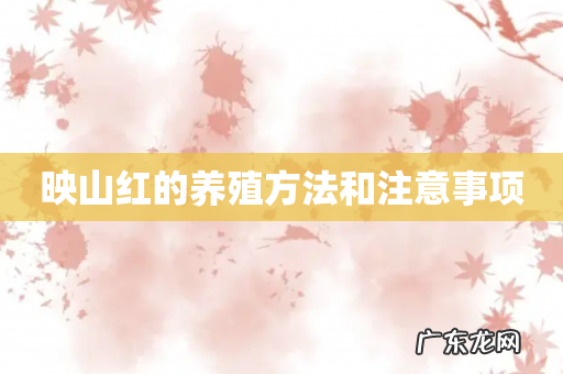 映山红的养殖方法和注意事项