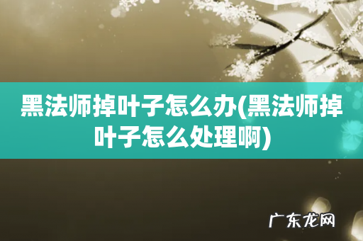 黑法师掉叶子怎么处理啊 黑法师掉叶子怎么办