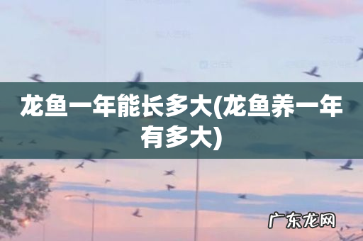 龙鱼养一年有多大 龙鱼一年能长多大
