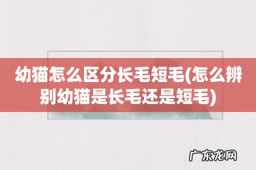 怎么辨别幼猫是长毛还是短毛 幼猫怎么区分长毛短毛