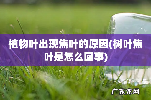 树叶焦叶是怎么回事 植物叶出现焦叶的原因