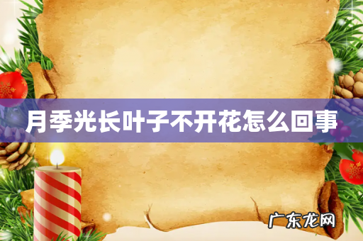 月季光长叶子不开花怎么回事