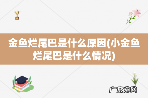 小金鱼烂尾巴是什么情况 金鱼烂尾巴是什么原因