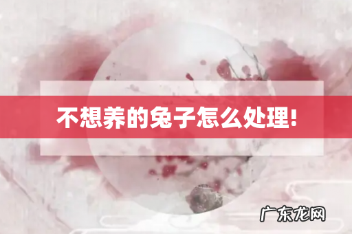 不想养的兔子怎么处理!