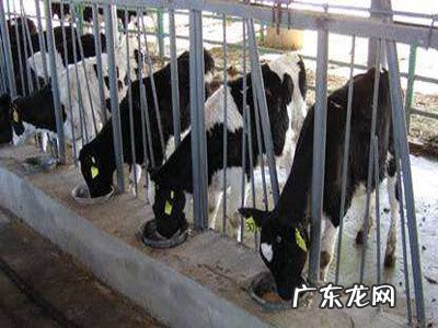 乳清粉的成分 乳清粉是啥?