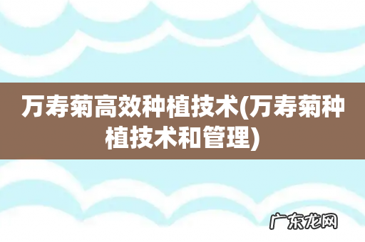 万寿菊种植技术和管理 万寿菊高效种植技术