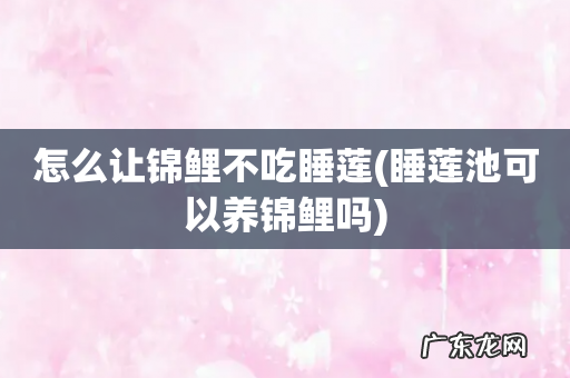 睡莲池可以养锦鲤吗 怎么让锦鲤不吃睡莲