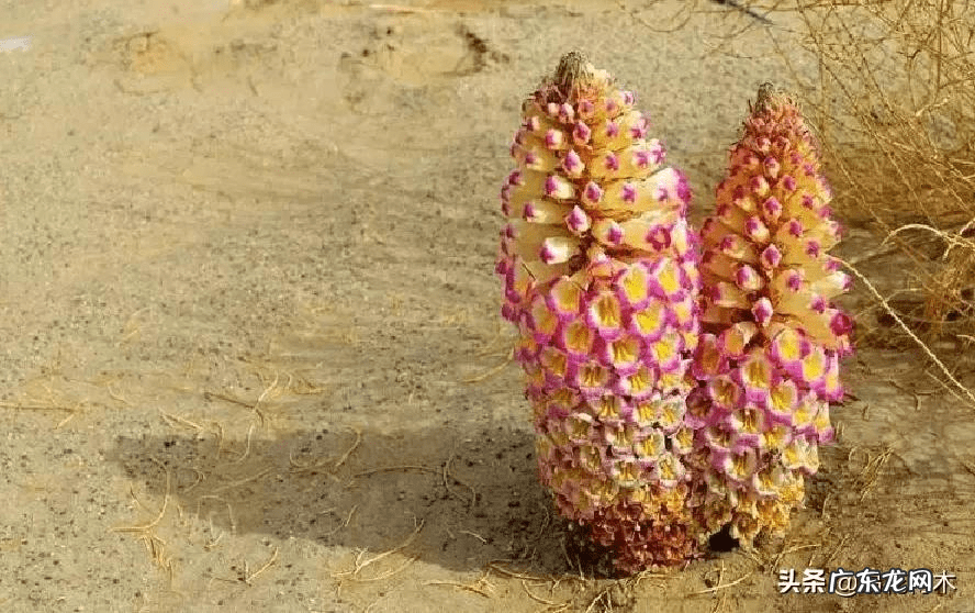 风水三个门相冲好不好 有哪些植物风水相冲