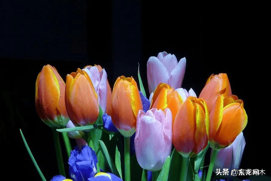 风水三个门相冲好不好 有哪些植物风水相冲