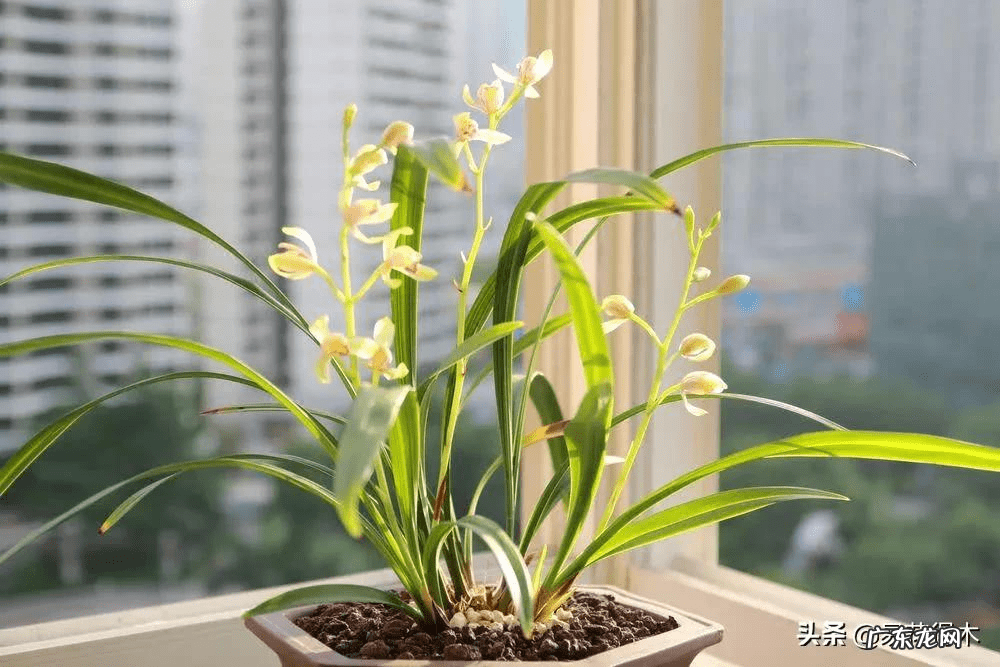 风水三个门相冲好不好 有哪些植物风水相冲