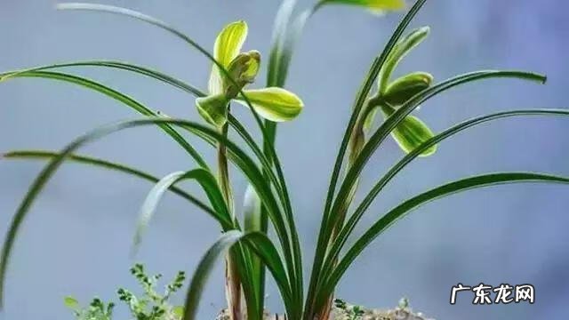 风水三个门相冲好不好 有哪些植物风水相冲