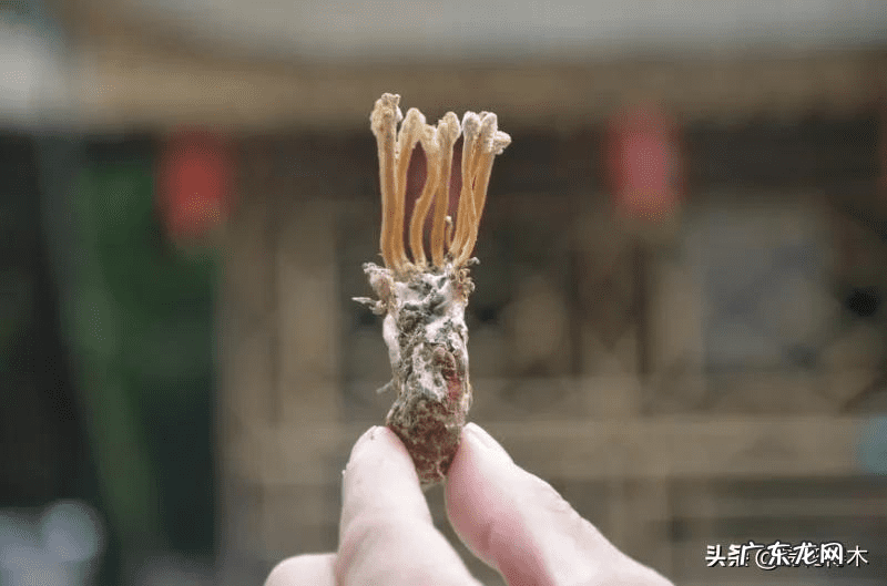 风水三个门相冲好不好 有哪些植物风水相冲