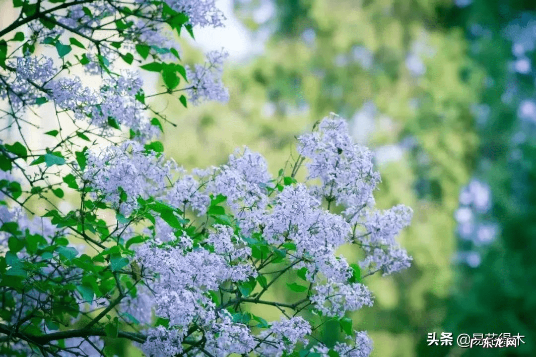 风水三个门相冲好不好 有哪些植物风水相冲