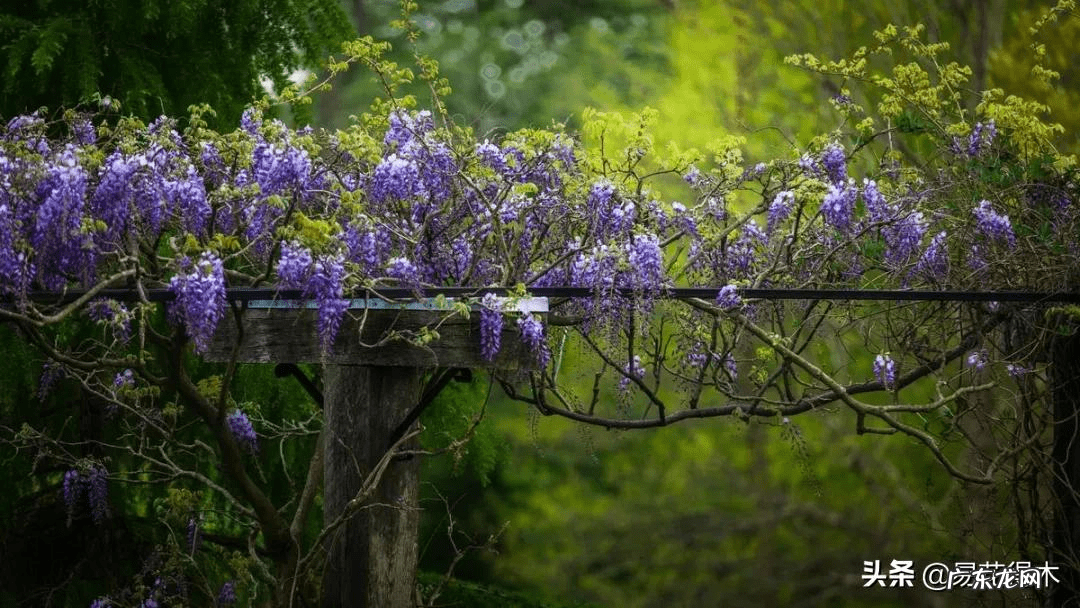 风水三个门相冲好不好 有哪些植物风水相冲