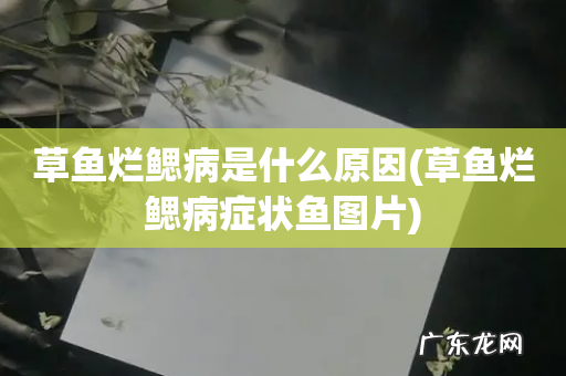 草鱼烂鳃病症状鱼图片 草鱼烂鳃病是什么原因