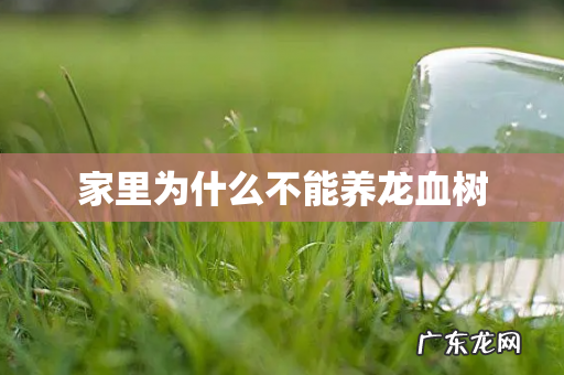 家里为什么不能养龙血树