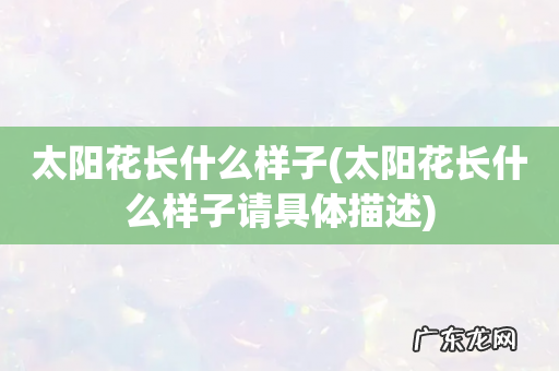 太阳花长什么样子请具体描述 太阳花长什么样子