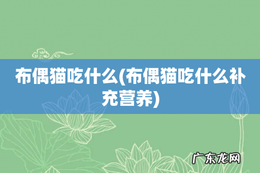 布偶猫吃什么补充营养 布偶猫吃什么