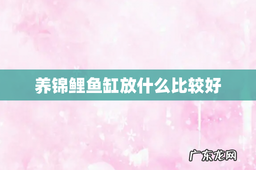 养锦鲤鱼缸放什么比较好