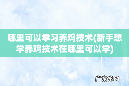 新手想学养鸡技术在哪里可以学 哪里可以学习养鸡技术