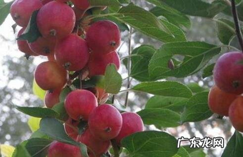 孕妇吃沙果好吗 孕妇能吃沙果吗?