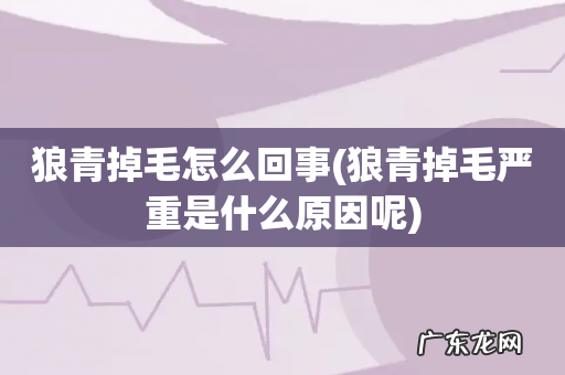 狼青掉毛严重是什么原因呢 狼青掉毛怎么回事