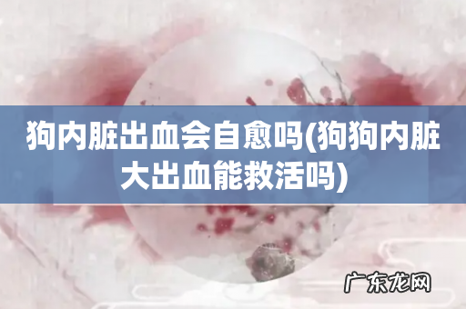 狗狗内脏大出血能救活吗 狗内脏出血会自愈吗