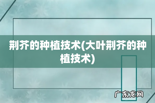 大叶荆芥的种植技术 荆芥的种植技术