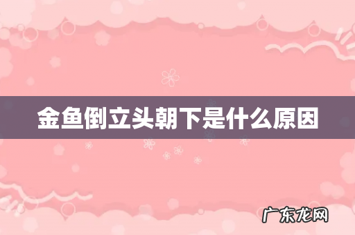 金鱼倒立头朝下是什么原因