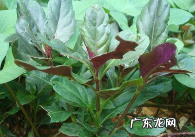 补血菜是什么样子的 补血菜有哪些