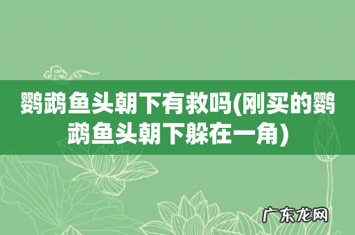 刚买的鹦鹉鱼头朝下躲在一角 鹦鹉鱼头朝下有救吗