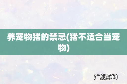 猪不适合当宠物 养宠物猪的禁忌