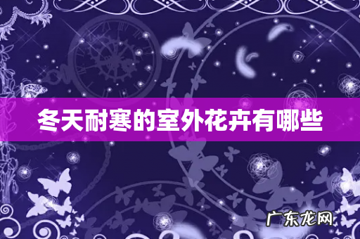 冬天耐寒的室外花卉有哪些