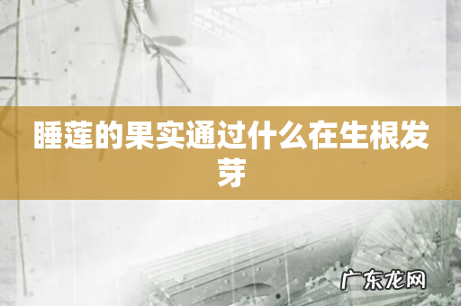 睡莲的果实通过什么在生根发芽