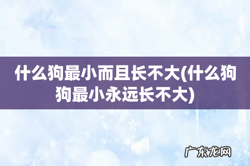 什么狗狗最小永远长不大 什么狗最小而且长不大