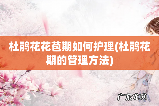 杜鹃花期的管理方法 杜鹃花花苞期如何护理