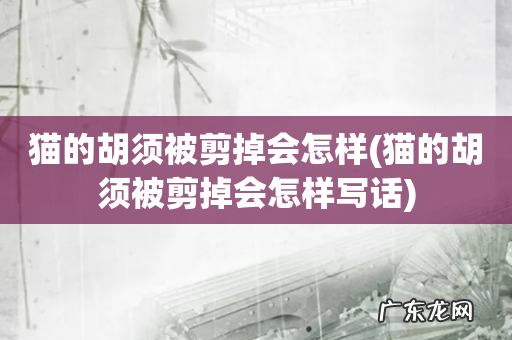 猫的胡须被剪掉会怎样写话 猫的胡须被剪掉会怎样