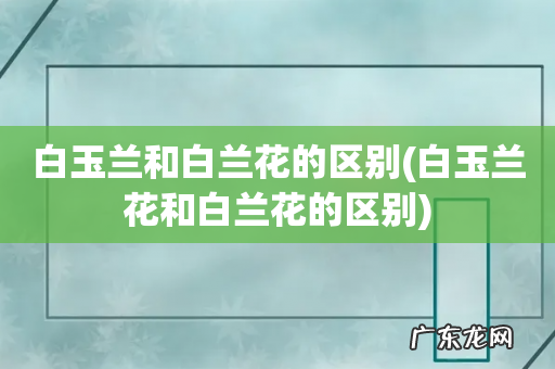 白玉兰花和白兰花的区别 白玉兰和白兰花的区别