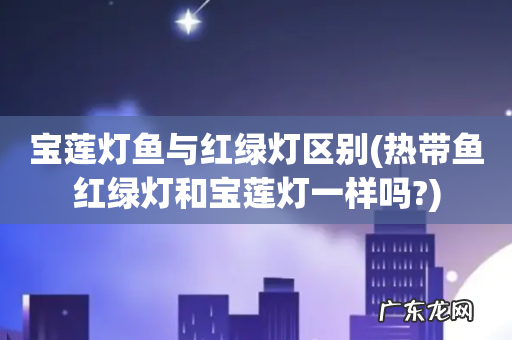 热带鱼红绿灯和宝莲灯一样吗? 宝莲灯鱼与红绿灯区别