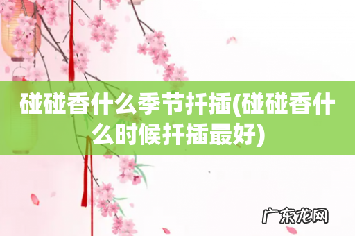 碰碰香什么时候扦插最好 碰碰香什么季节扦插