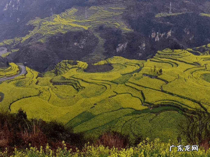 油菜花什么时候开放 油菜花什么时候开花